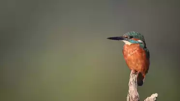 Le perchoir du martin-pêcheur