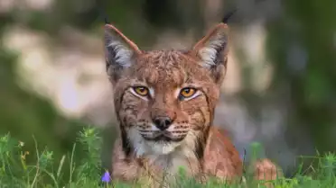 Le lynx, un félin menacé de disparition