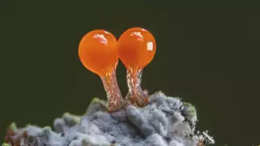 Myxomycètes, les architectes méconnus de nos forêts