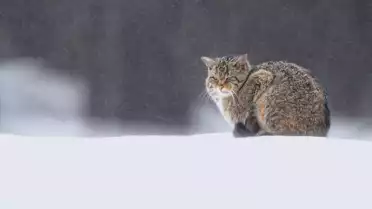 Le chat forestier, discret félin des forêts jurassiennes