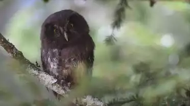 La Chouette de Tengmalm