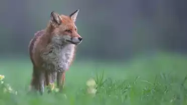 Le retour du goupil