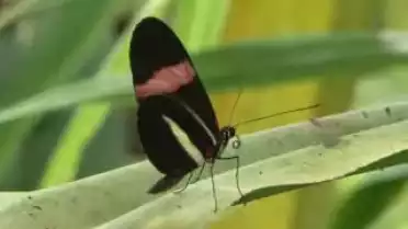 Les Bons Plans - Papillorama de Chiètres