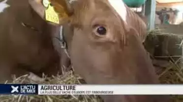 Agriculture : la plus belle vache d&#039;Europe est fribourgeoise
