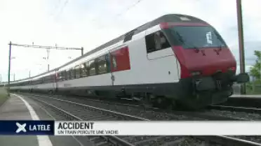 Accident: un train percute une vache
