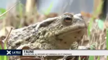 Les grenouilles et les crapauds en danger en Suisse