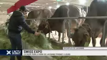 Swissexpo: la vache reine de Lausanne pour 4 jours