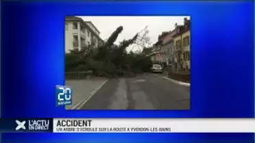 Un arbre s&#039;écroule sur la route à Yverdon-les-Bains