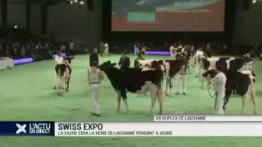 Swissexpo: la vache reine de Lausanne pour 4 jours