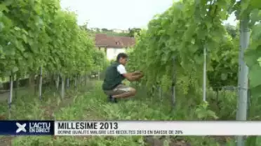 Le vin suisse 2013 sera rare mais bon