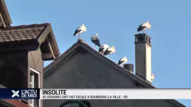 Une quarantaine de cigognes fait escale à Goumoëns-la-Ville