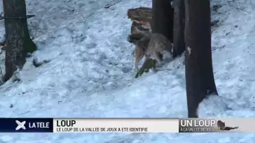 Le loup de la Vallée-de-Joux a été identifié