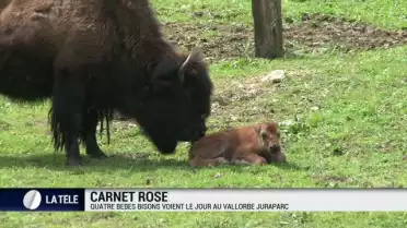 Quatre bébés bisons voient le jour à Juraparc