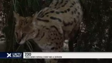 Trois bébés servals sont nés au zoo de Servion
