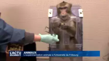 L&#039;expérimentation animale à l&#039;Université de Fribourg
