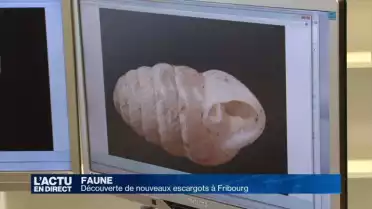 Deux nouveaux escargots découverts à Fribourg