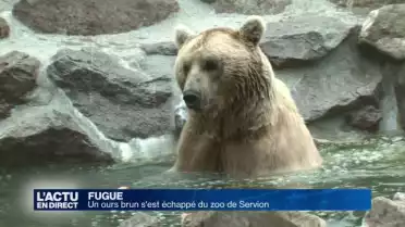 Un ours brun s&#039;est échappé du zoo de Servion
