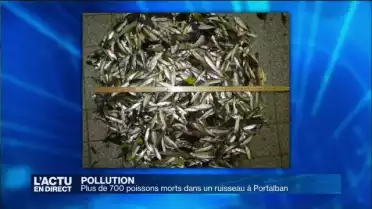 700 poissons tués par une pollution à Portalban
