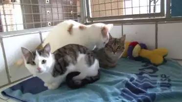 De jolis petits chats à adopter