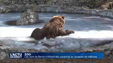 Les ours de Berne en vacances au Juraparc de Vallorbe