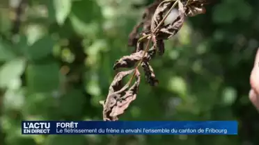 Le flétrissement du frêne a envahi le canton de Fribourg