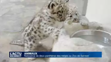 Naissance de deux panthères des neiges au Zoo de Servion