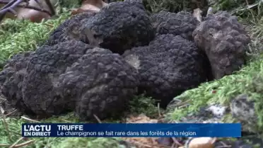 Manque de truffes dans les forêts de la région