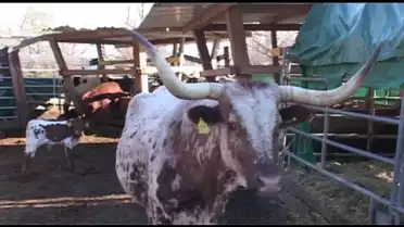 Les vaches, avec ou sans cornes?
