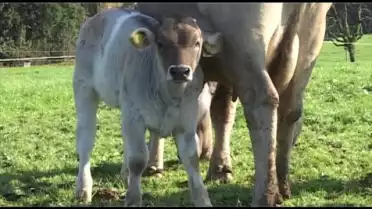 Élevage de vaches mères