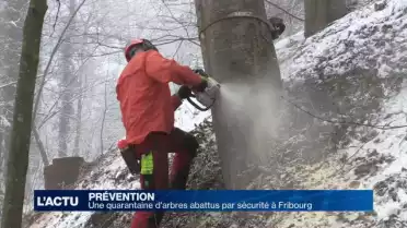 Près de 40 arbres abattus près du jardin botanique (FR)