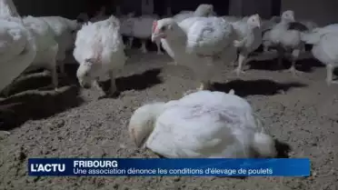 Une association dénonce les conditions d&#039;élevage de poulets