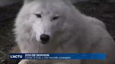 Le loup du zoo de Servion a une nouvelle compagne