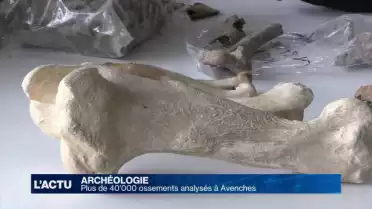 Des milliers d&#039;ossements analysés à Avenches