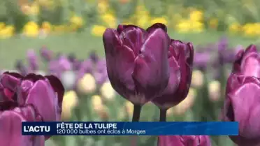 120&#039;000 fleurs à la Fête de la Tulipe