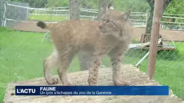 Un lynx s&#039;échappe du Zoo de la Garenne