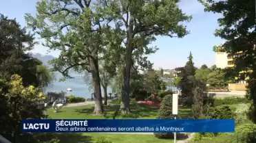 Deux arbres centenaires seront abattus à Montreux