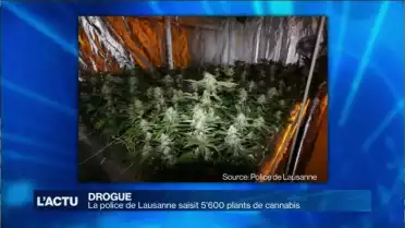 La police de Lausanne saisit 5&#039;600 plants de cannabis