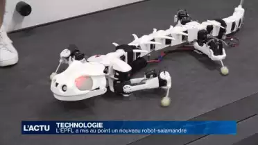 L&#039;EPFL a mis au point un nouveau robot-salamandre