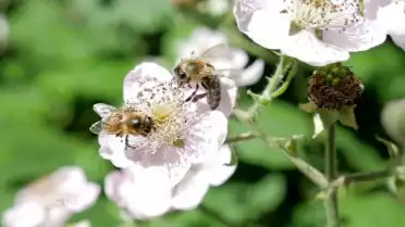 Douze souches d&#039;abeilles sont testées à Grangeneuve