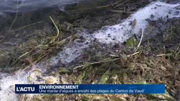 Une marée d&#039;algues a envahi des plages du Canton de Vaud
