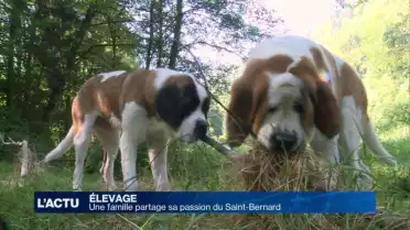 Un élevage familial partage sa passion du Saint-Bernard