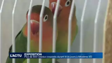 800 oiseaux sous le regard d&#039;experts à Mézières