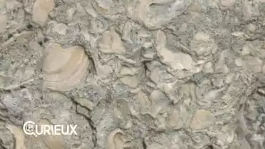 Des fossiles à Lausanne