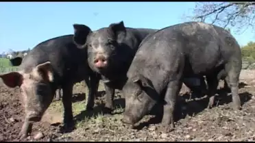 Le porc Hampshire