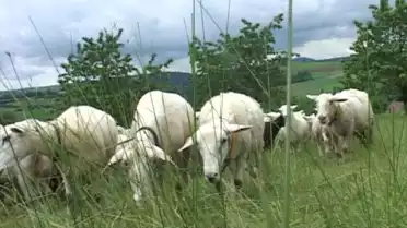 Les moutons Nolana