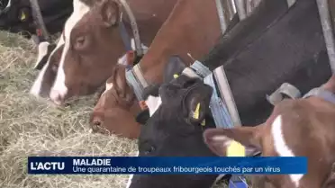 40 troupeaux bovins fribourgeois touchés par un virus