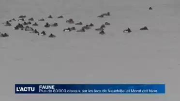 80&#039;000 oiseaux dénombrés sur les lacs de Neuchâtel et Morat