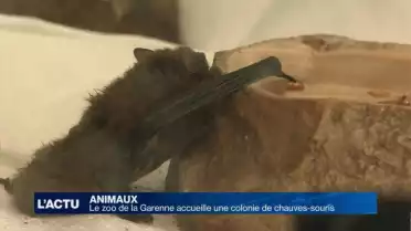 Le zoo de la Garenne accueille une colonie de chauves-souris