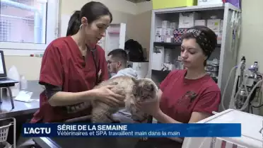 La SPA accueille un vétérinaire une fois par semaine