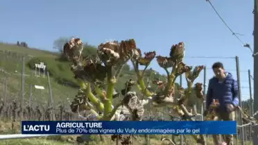 Plus de 70% des vignes du Vully endommagées par le gel